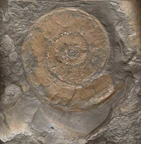 steinplatte mit fossil