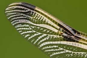 Libellenflügel