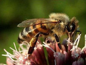 Honigbiene auf Blüte