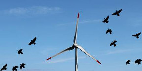 Zuvögel Windkraftanlage