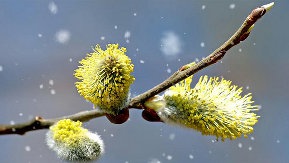 pollenflug